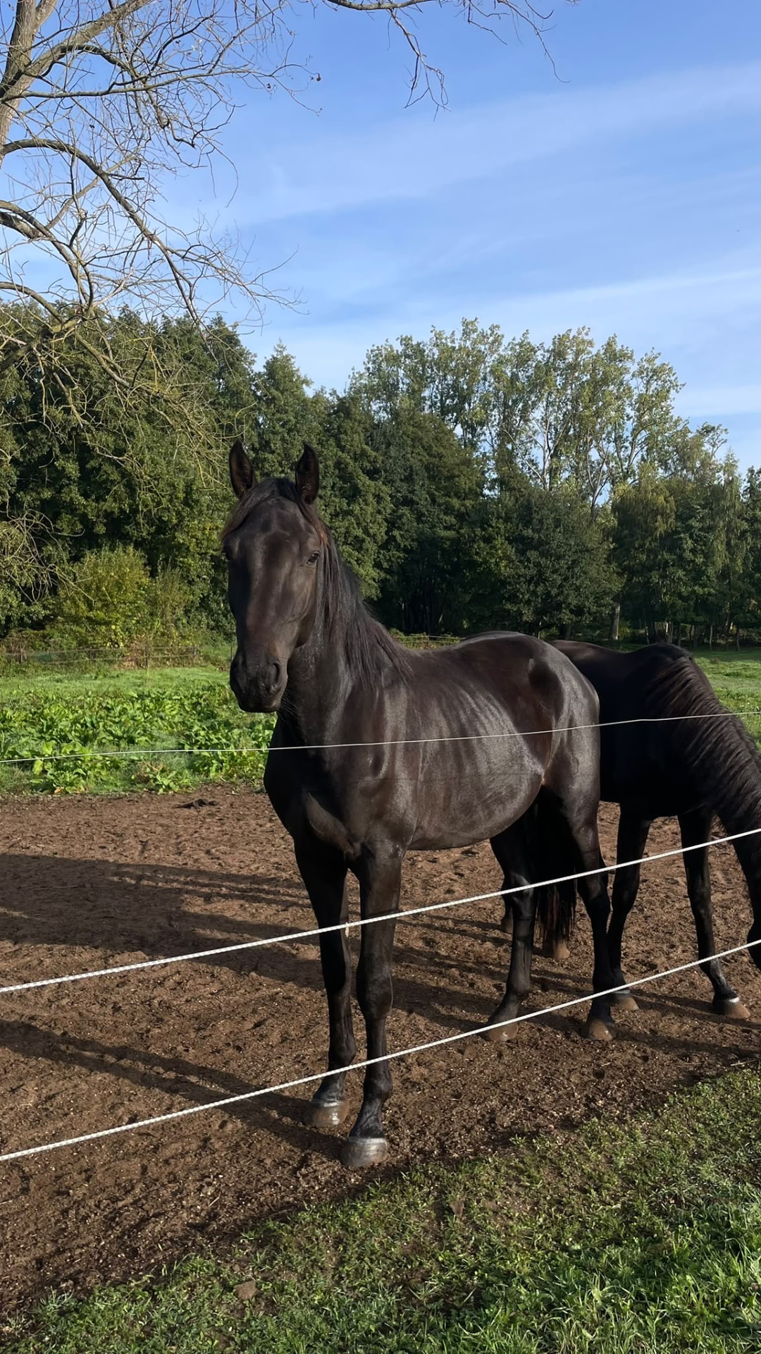 Dice van 't Elzenhof Z staat in de weide