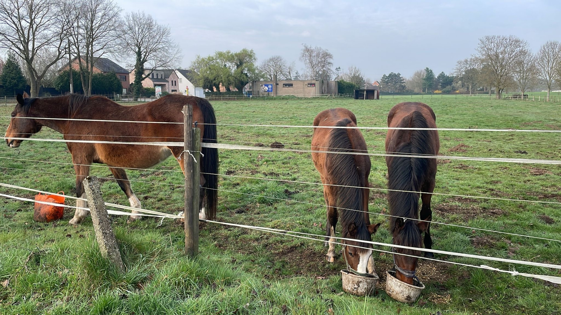 Merries en veulens op de weide