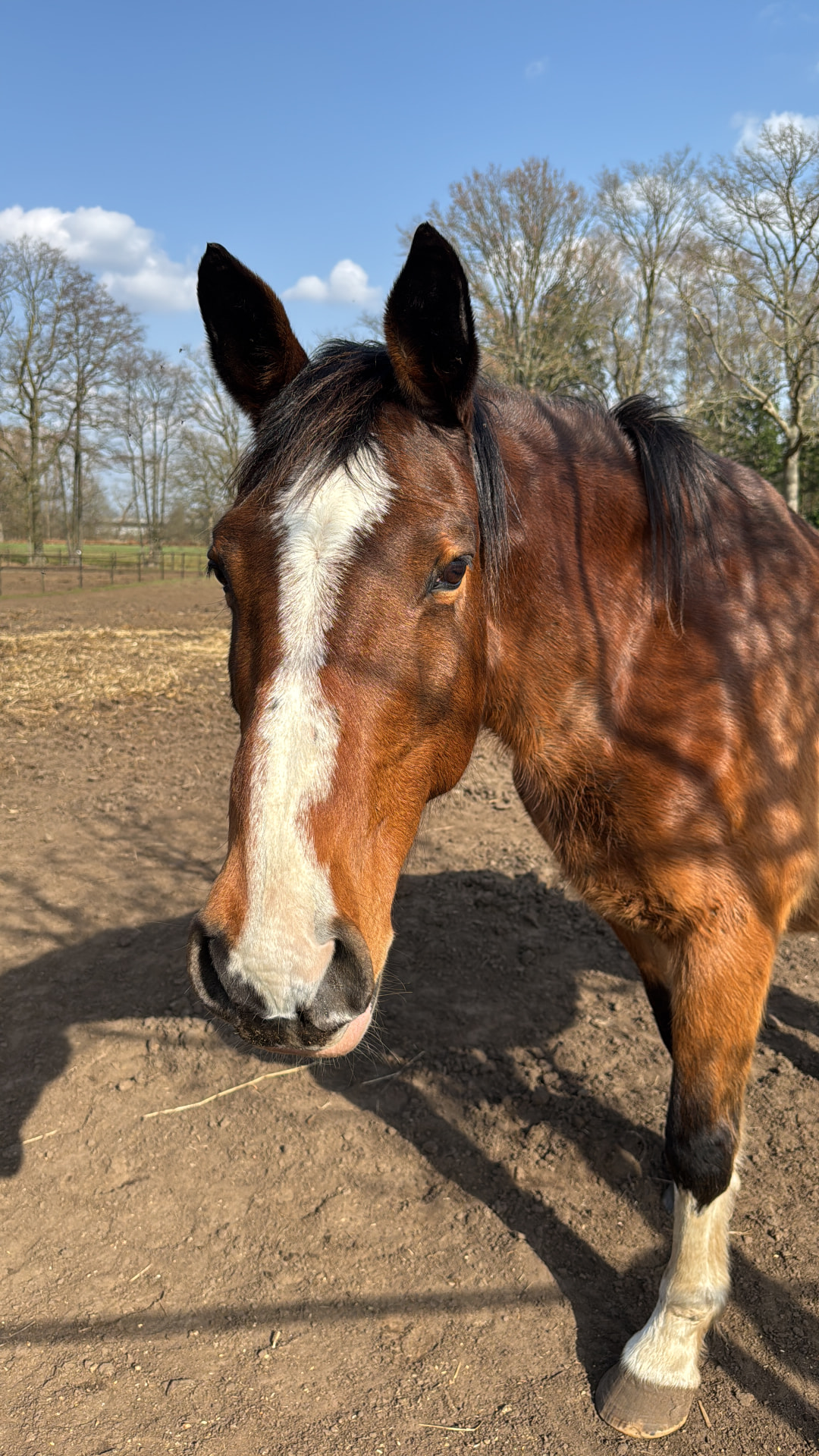Cnetter Hoogveld Z, bruine merrie, staand in de weide