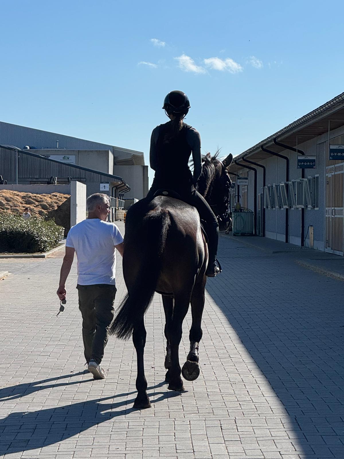 Paard aan de hand naar de wei, met ruiter in het zadel