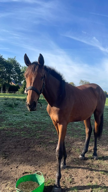 D'Avenira 2000 Z, bruin merrie met halster, in de weide